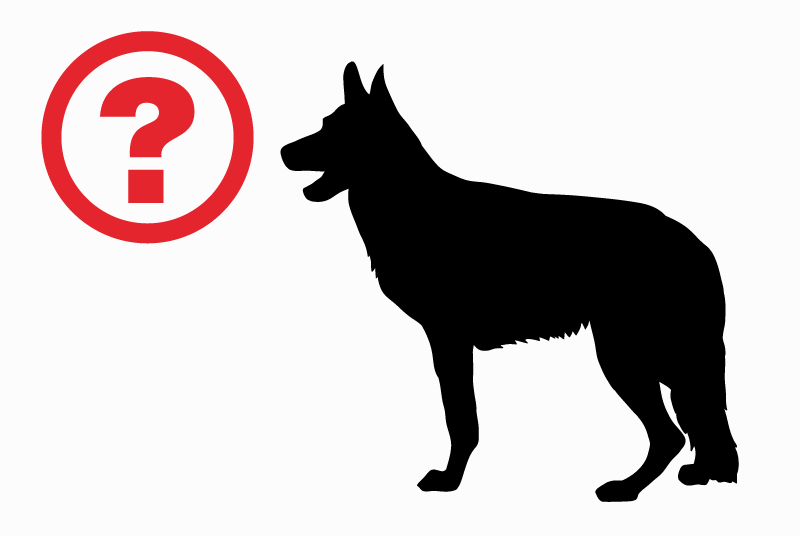 Alerte Découverte Chien  Inconnu Paimpol France